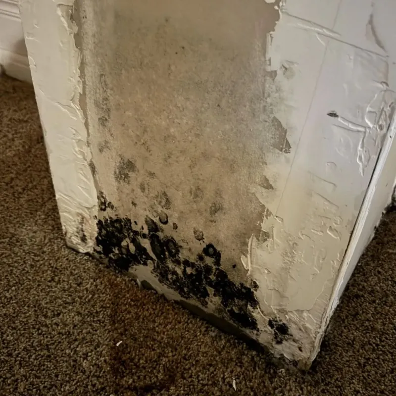 Professional Mold Removal in Collinsville, VA